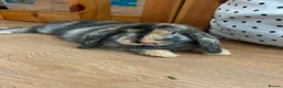Mixed Breed rabbits for sale: 2 mixed breed boys - Advert 2