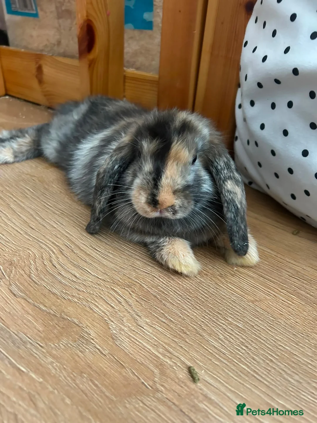 Mixed Breed rabbits for sale: 2 mixed breed boys - Advert 2