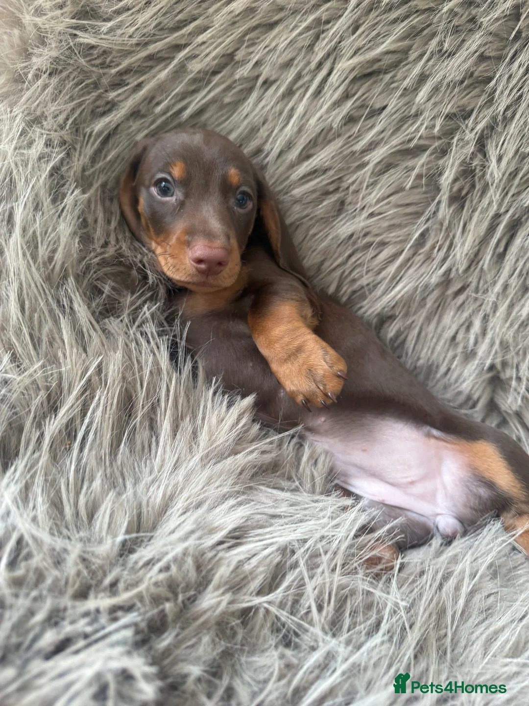 Miniature Dachshund dogs for sale: 🐾 5 Mini Dachshunds 4 dappled, 1 choc 🐾 - Advert 5