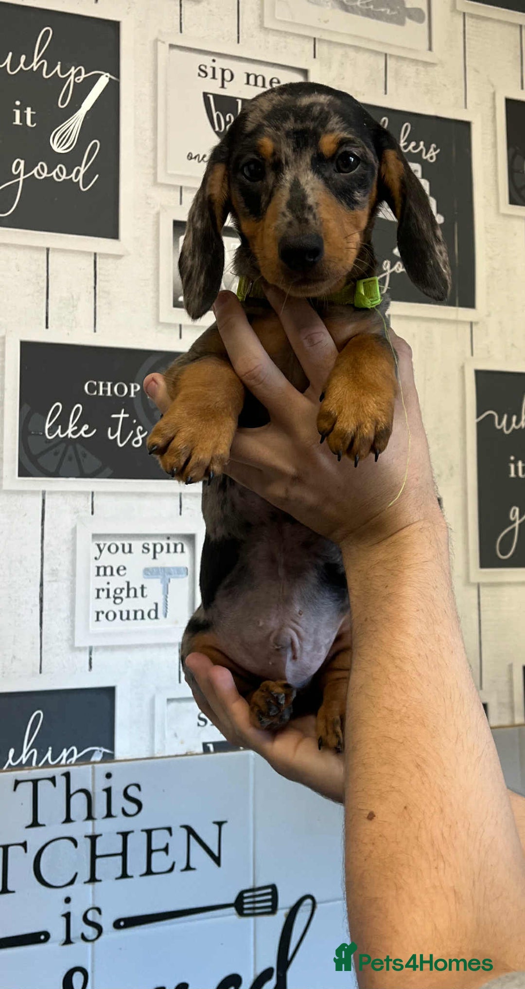 Miniature Dachshund dogs for sale: Beautiful dachshund Merle puppies male & female - Image 6