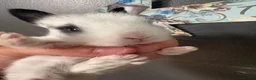 Lionhead rabbits for sale: LionHead x Netherlands dwarfs  - Advert 5