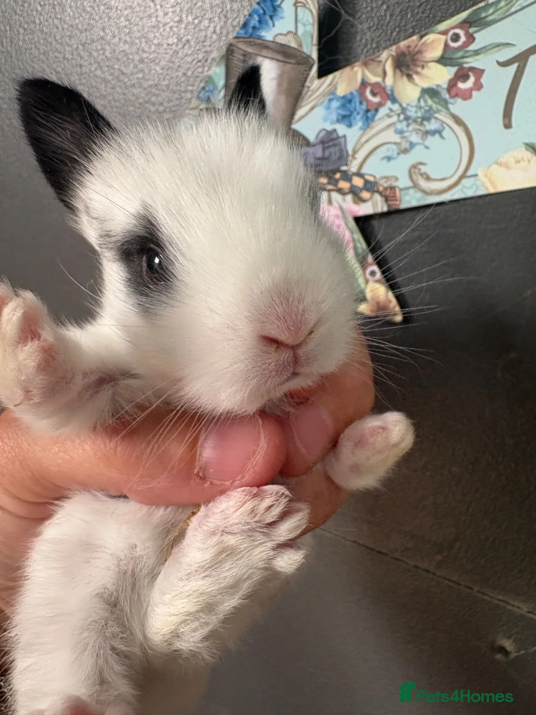 Lionhead rabbits for sale: LionHead x Netherlands dwarfs  - Advert 5