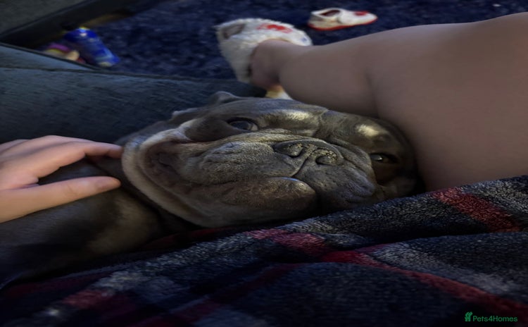 French Bulldog dogs - Advert 8