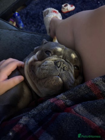 French Bulldog dogs - Advert 3