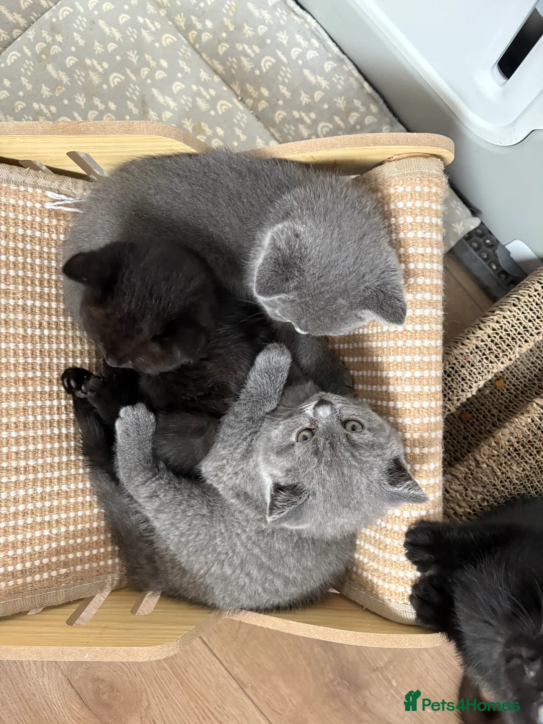 British Shorthair cats for sale: Ready NOW !🫶BLUE FEMALE GIRL GCCF registered 😻  - Advert 4