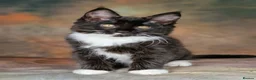 Maine Coon cats for sale: Beautiful TICA Registered Maine Coon Kittens - Advert 7
