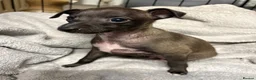 Italian Greyhound dogs for sale: Italian greyhound puppies  - Advert 6