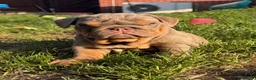 English Bulldog dogs for sale: Gorgeous KC English Bulldog Puppies🐶 - Advert 7