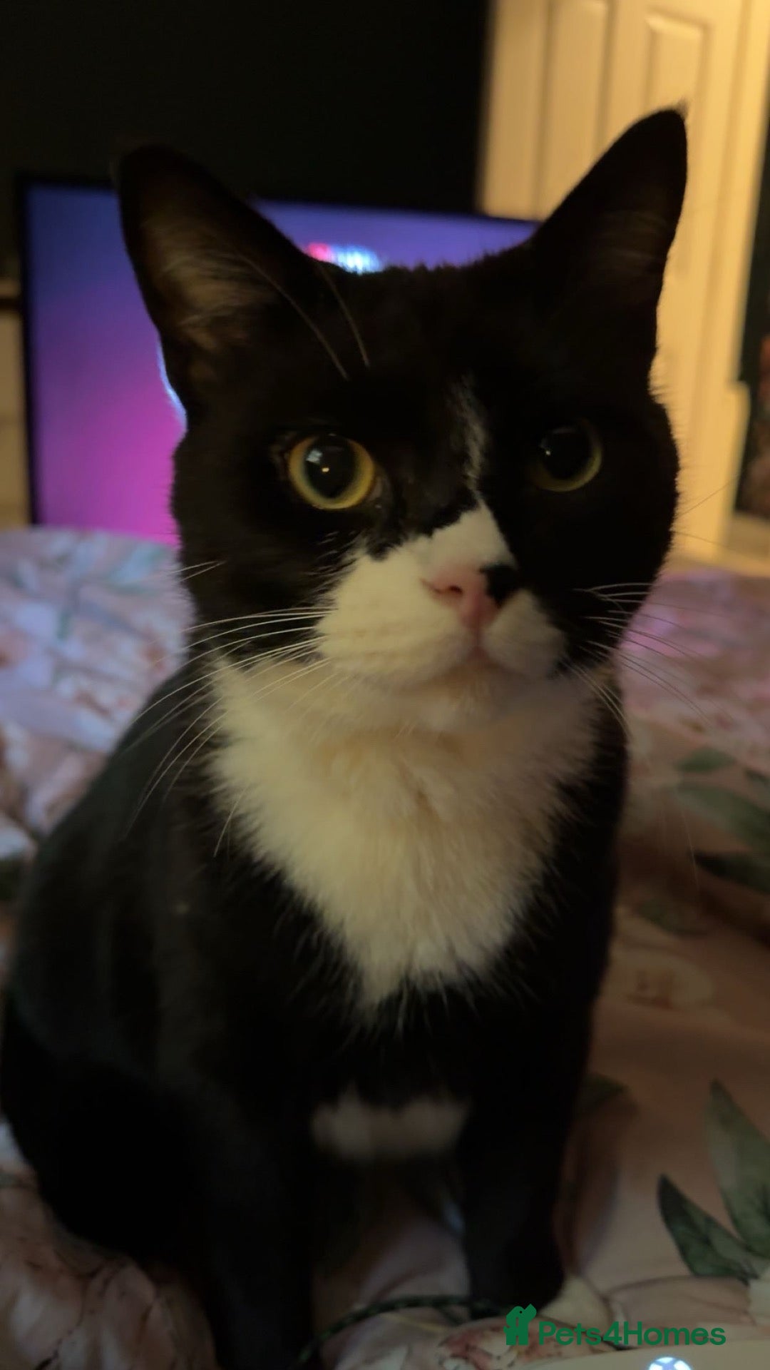 Mixed Breed cats for sale: 3 adult cats for rehome  - Advert 15