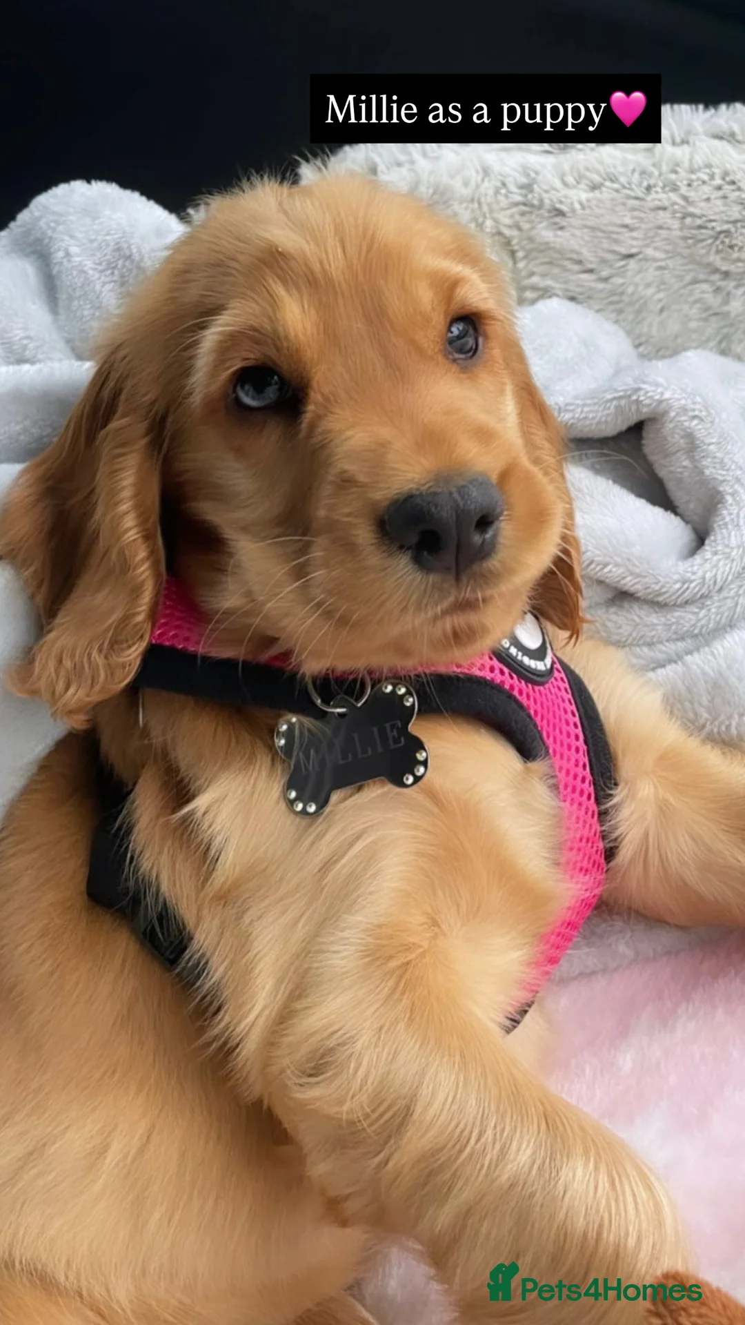 Cocker Spaniel dogs for sale: ✨🩷2 Girls Available 🎀Villaspaniol lines - KC REG - Advert 1