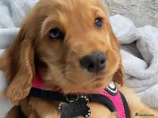 Cocker Spaniel dogs Waiting list now open🌟Villaspaniol lines - KC REG - Advert 11