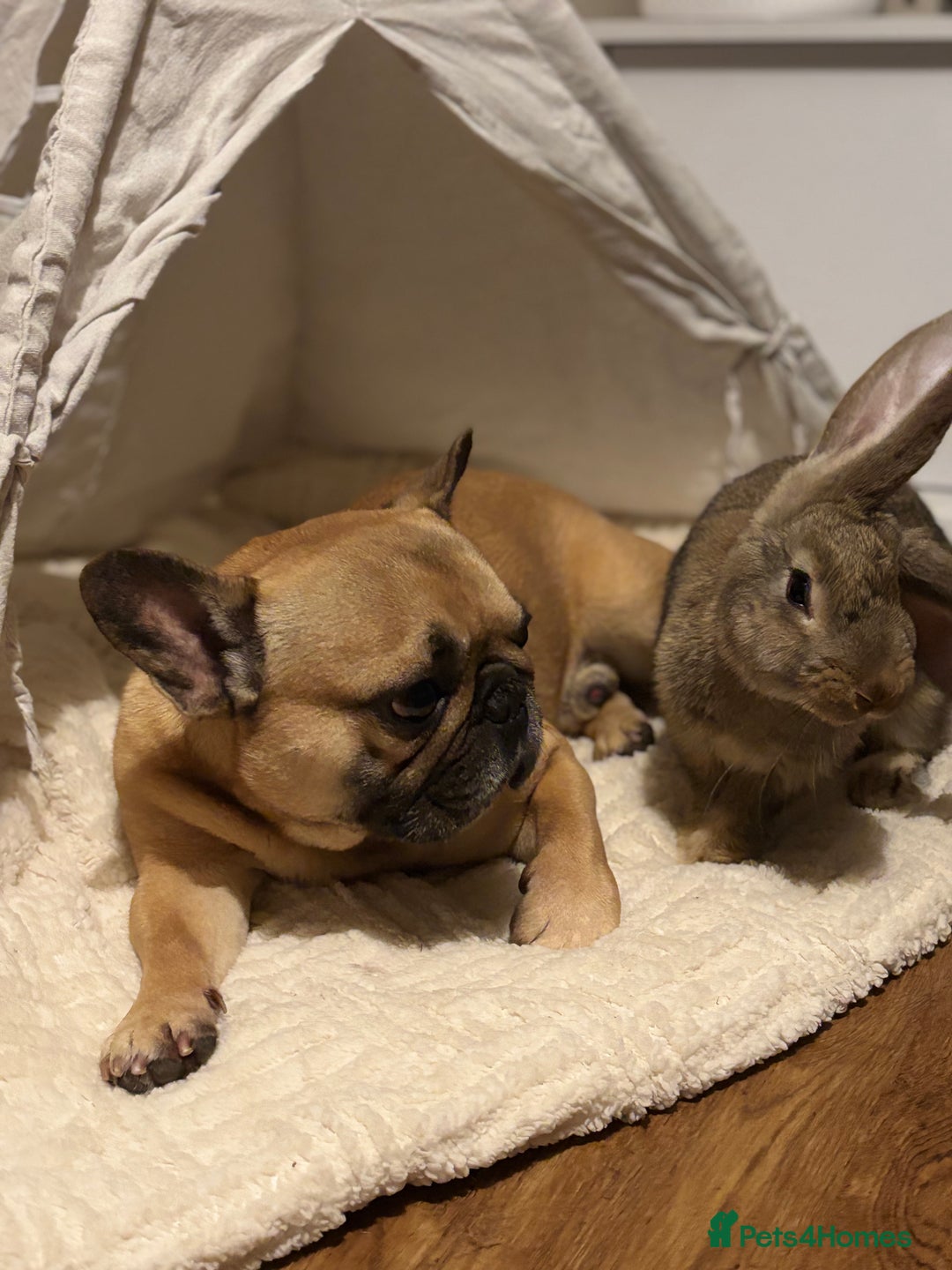 Continental Giant rabbits for sale: Hi, this is Míro, the Continental Giant! - Image 13