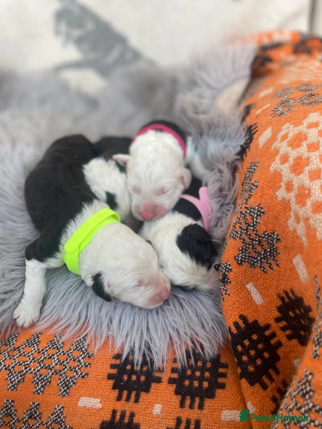 Old English Sheepdog dogs for sale: Old English sheep dog puppies  - Advert 14