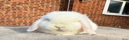 Dwarf Lop rabbits for sale: Dwarf lop boy - 16 weeks - Advert 5