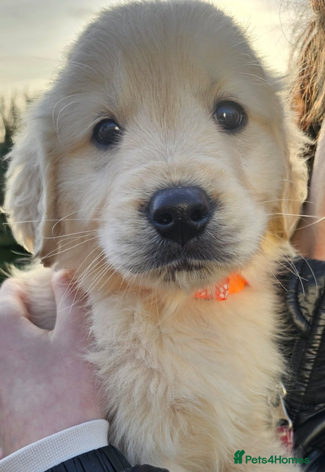 Golden Retriever dogs for sale: Beautiful Golden Retriever Puppies  - Advert 2