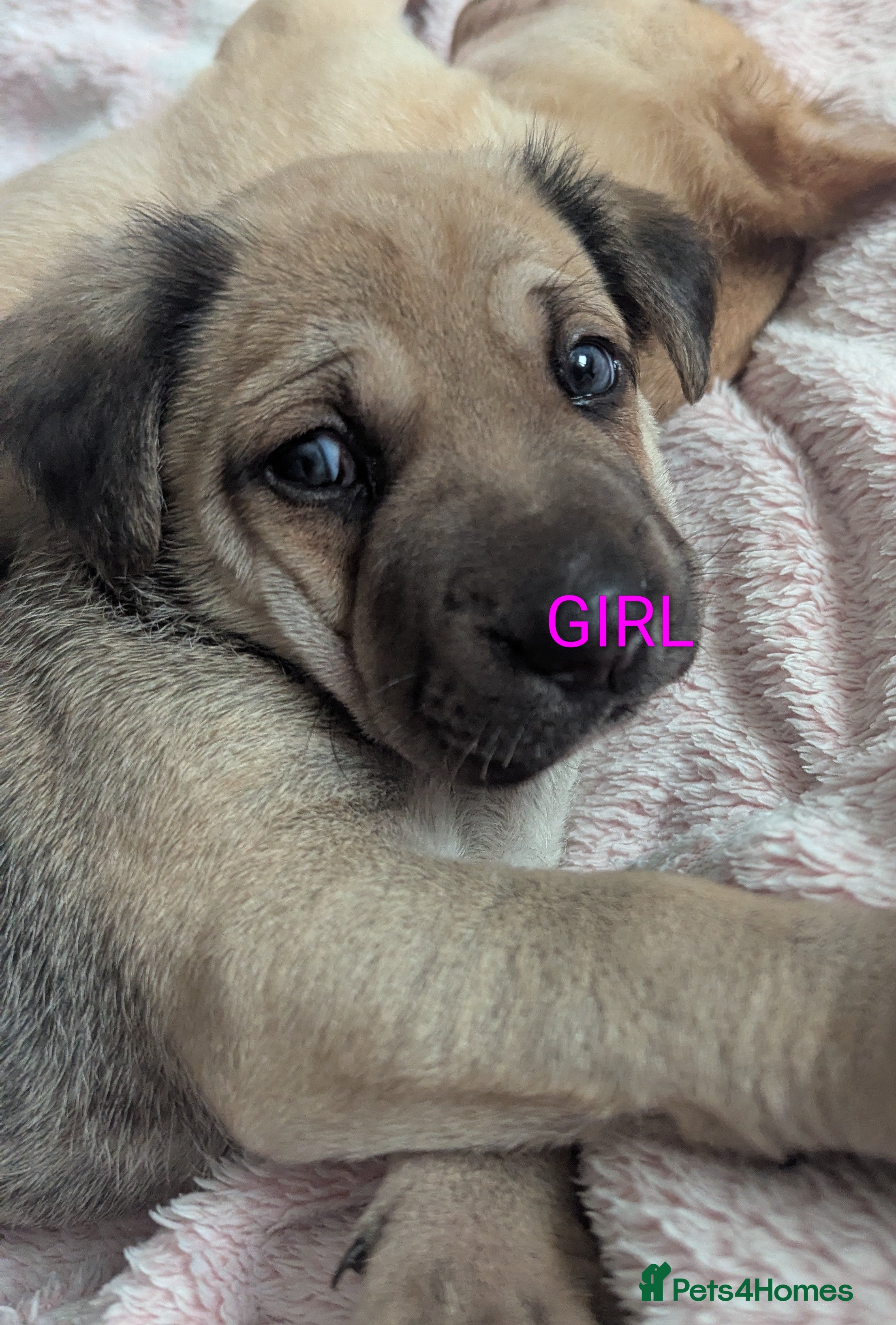 Mixed Breed dogs German shepherd cross spaniel/staff - Advert 12