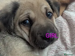 Mixed Breed dogs German shepherd cross spaniel/staff - Advert 12