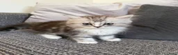 Mixed Breed cats for sale: Stunning Long Haired Chinchilla Ragdoll X Persian - Advert 12