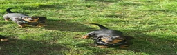 Dachshund dogs for sale: Dachshund brothers - Advert 5