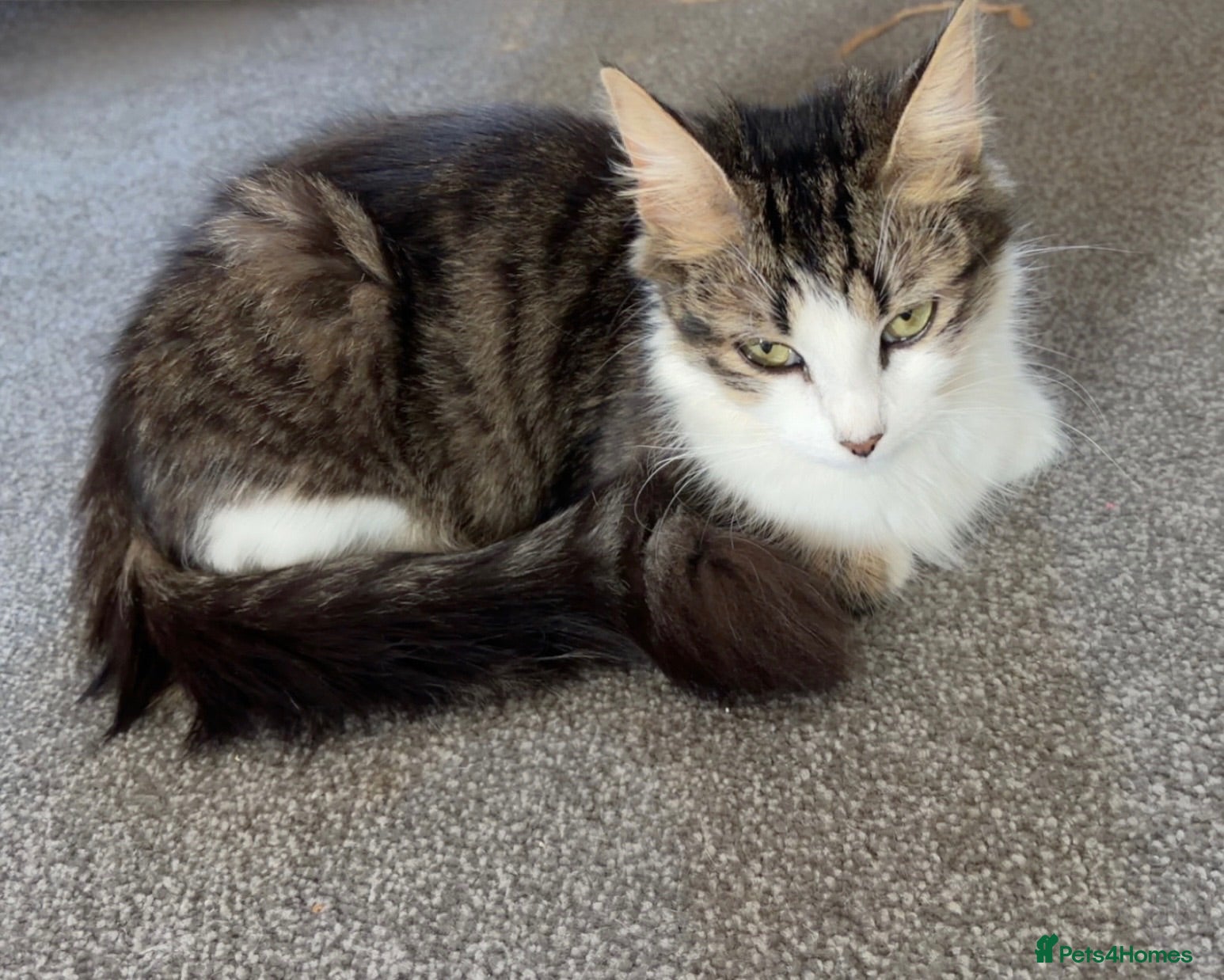Domestic Shorthair cats 4 adorable little black & white girls - Advert 1