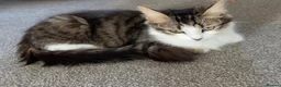 Domestic Shorthair cats for sale: 4 adorable little black & white girls - Advert 1