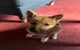 Japanese Shiba Inu dogs for sale: Female Shiba Inu Puppy  - Image 1