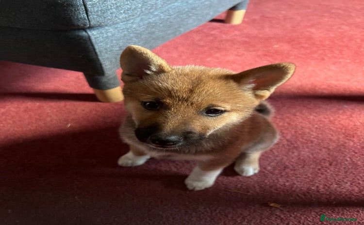 Japanese Shiba Inu dogs - Advert 2