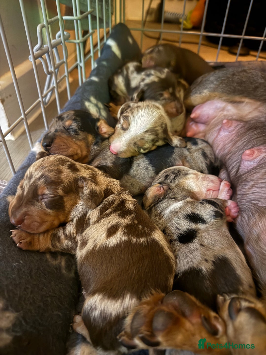 Miniature Dachshund dogs for sale: 🐾 5 Mini Dachshunds 4 dappled, 1 choc 🐾 - Advert 5