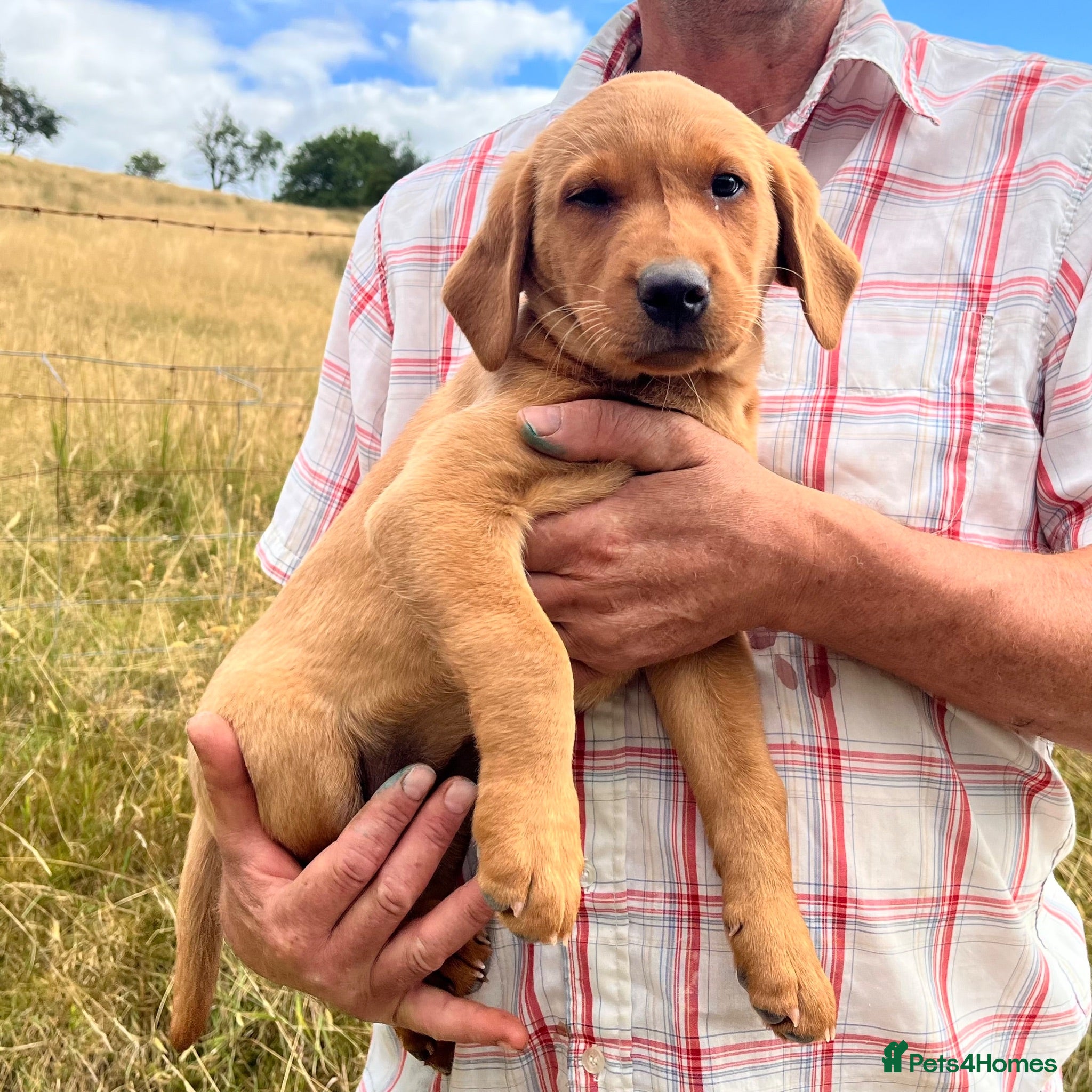 Labrador Retriever dogs Gorgeous fox red Labrador female puppies - Advert 18