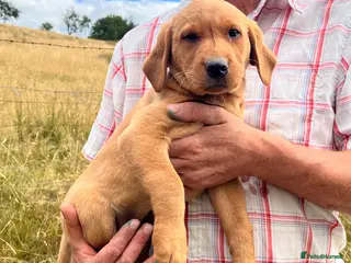 Labrador Retriever dogs Gorgeous fox red Labrador female puppies - Advert 5