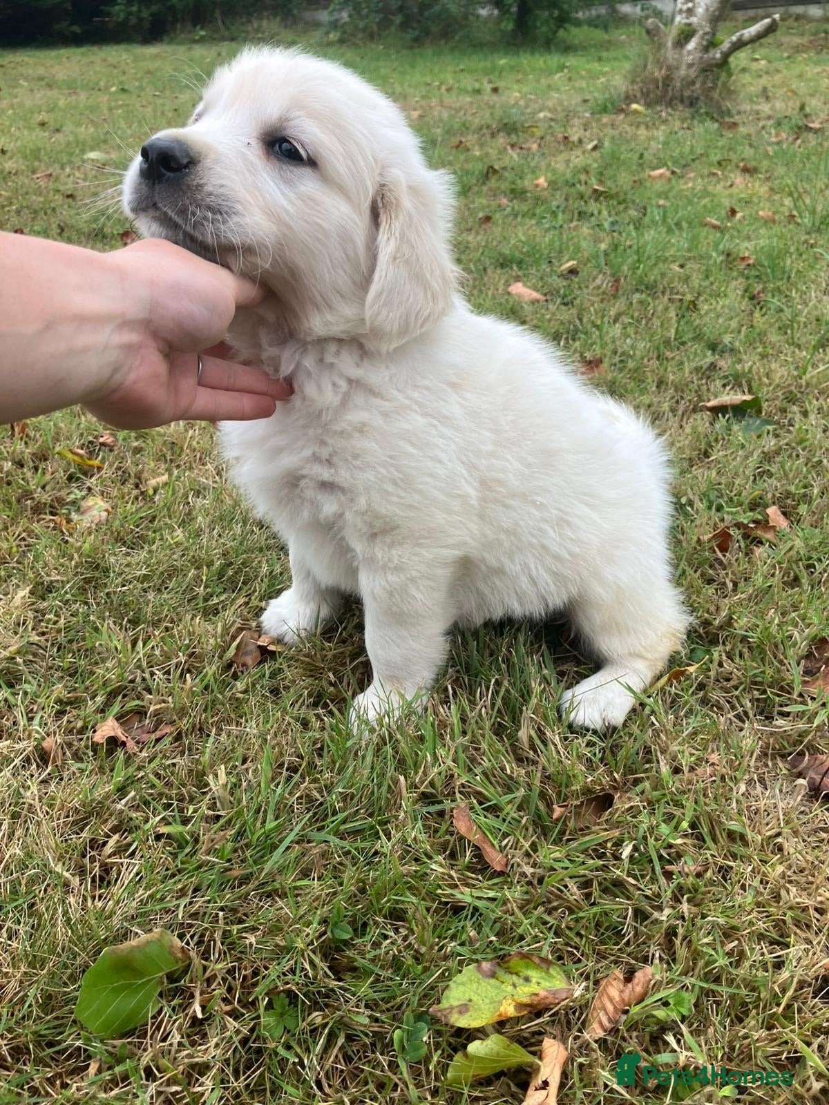 Golden Retriever dogs KC Reg Health Tested Golden Retriever Pups - Advert 2