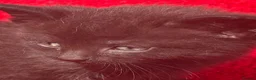 Mixed Breed cats for sale: Farm raised kittens  - Advert 17