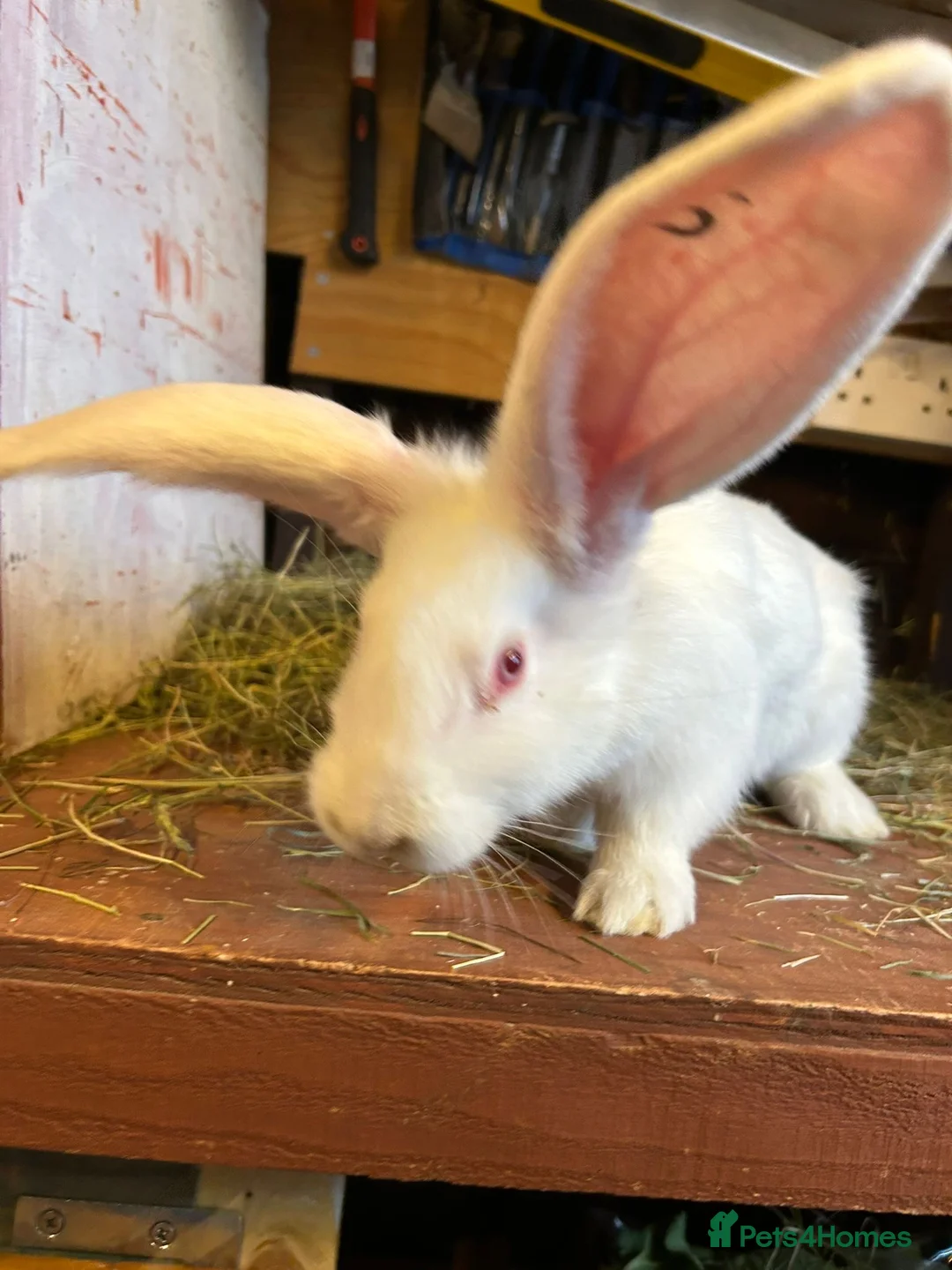 Mixed Breed rabbits for sale: Continental Giant baby bunnie in Wallingford - Advert 9