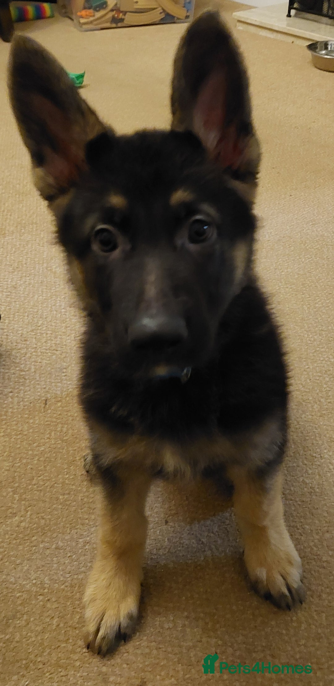 German Shepherd dogs for sale: 11 week German shepherd (BOY) - Advert 1