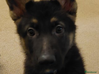 German Shepherd dogs 11 week German shepherd (BOY) - Advert 5