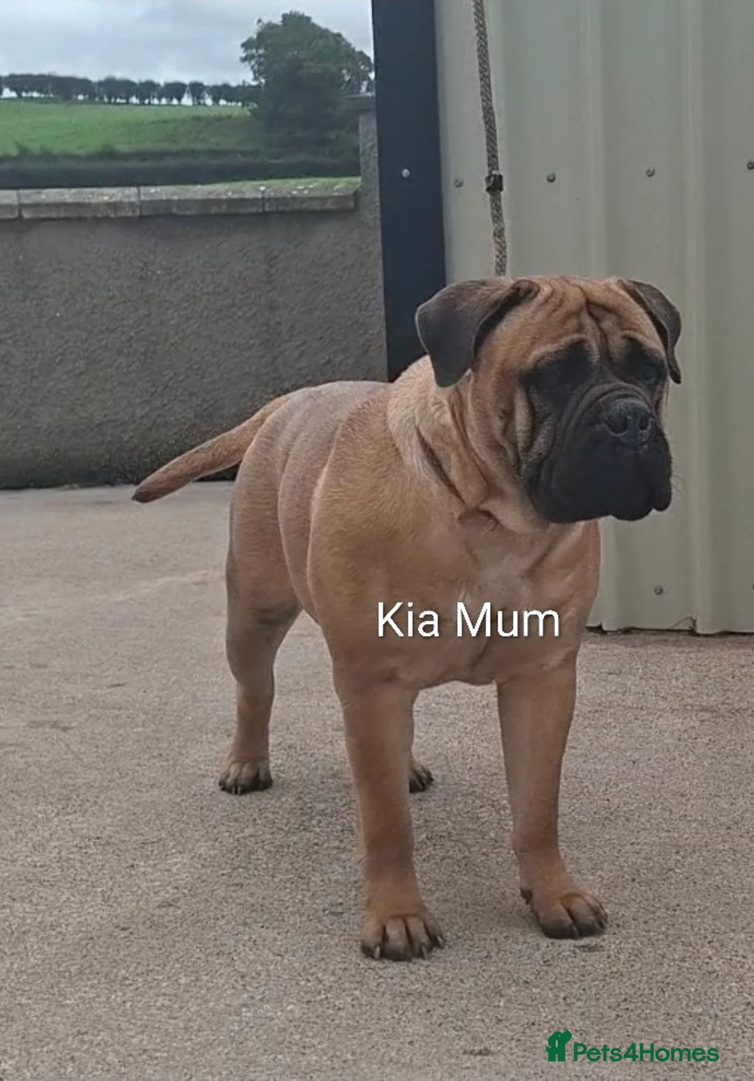 Bullmastiff dogs for sale: Exceptional litter of bullmastiffs  - Advert 9