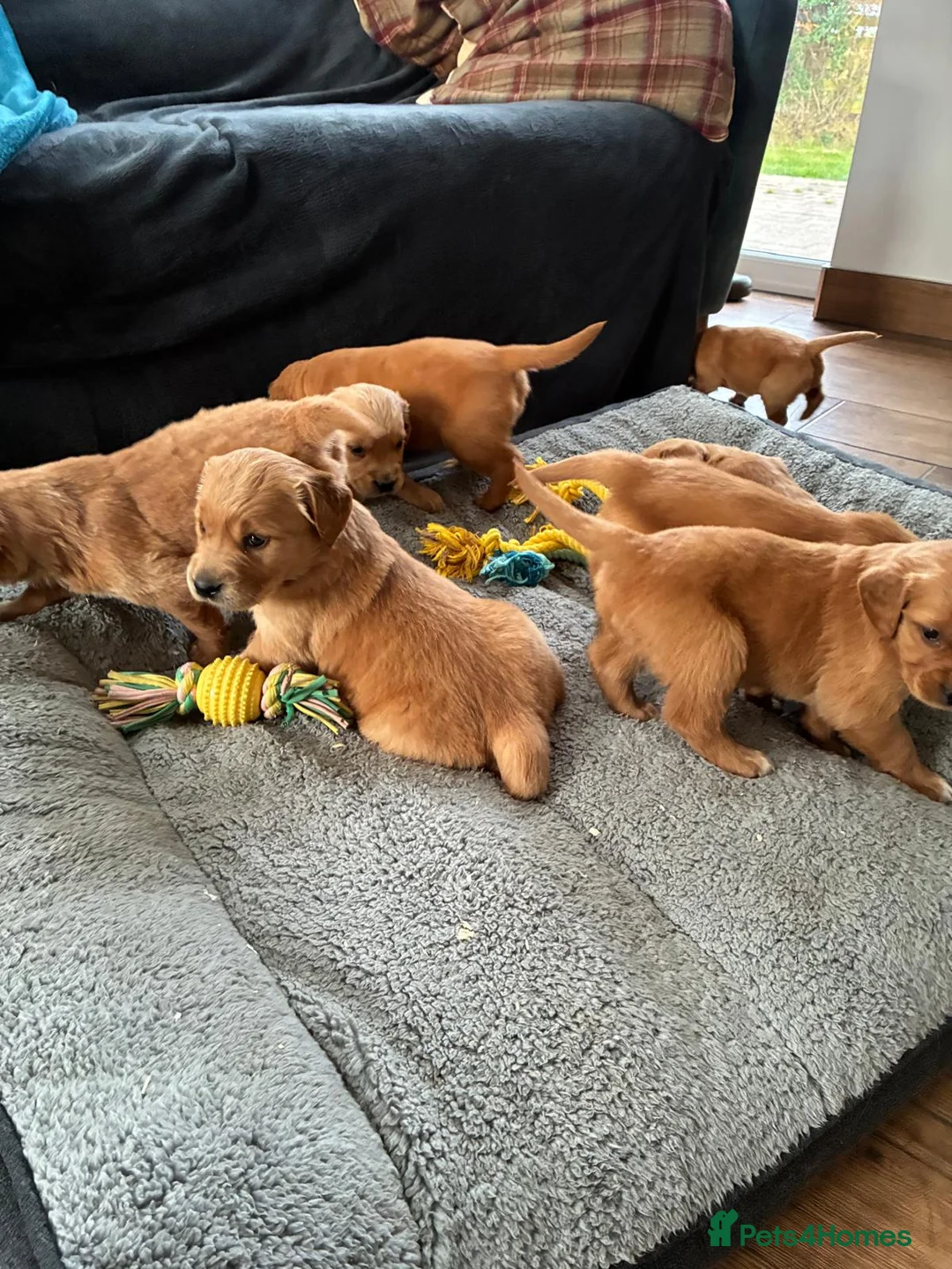 Golden Retriever dogs for sale: GOLDEN RETRIEVERS in Wisbech - Advert 2