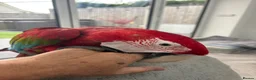 Parrots birds for sale: Greenwing Macaw - Advert 10