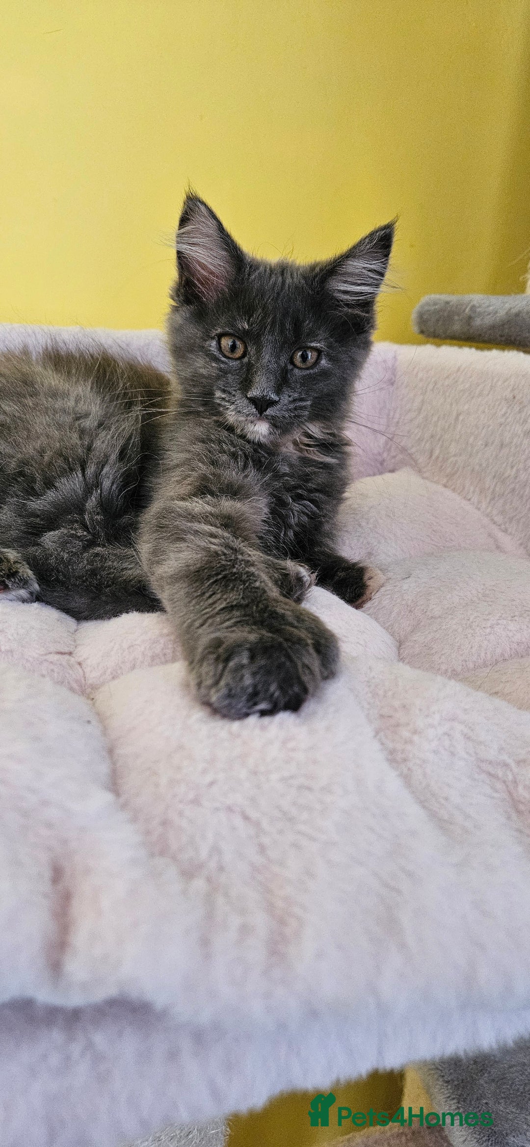 Maine Coon cats for sale: TICA Reg Maine Coon Kittens - Image 7