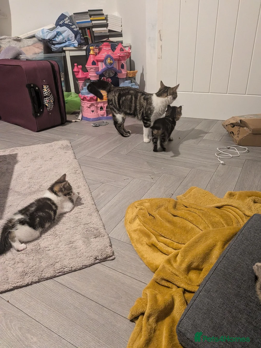 Mixed Breed cats for sale: White and tabby male kitten - Advert 4