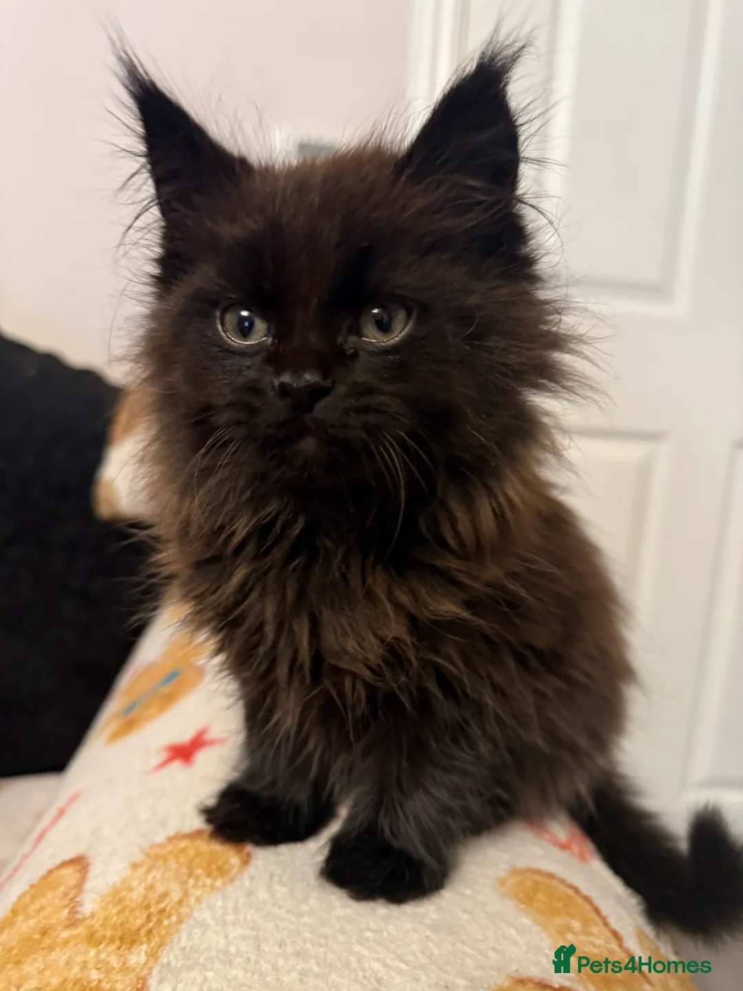 Maine Coon cats for sale: Beautiful Maine Coon kittens. - Advert 8