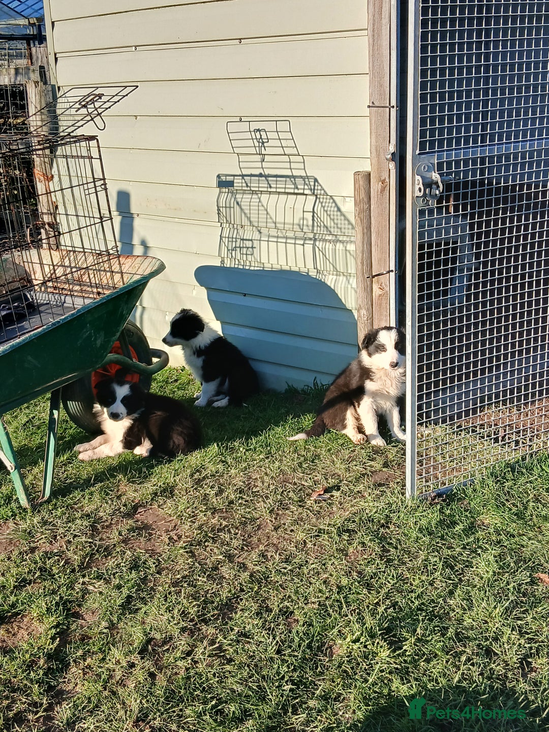 Border Collie dogs for sale: Long coated traditional border collie pups - Advert 13