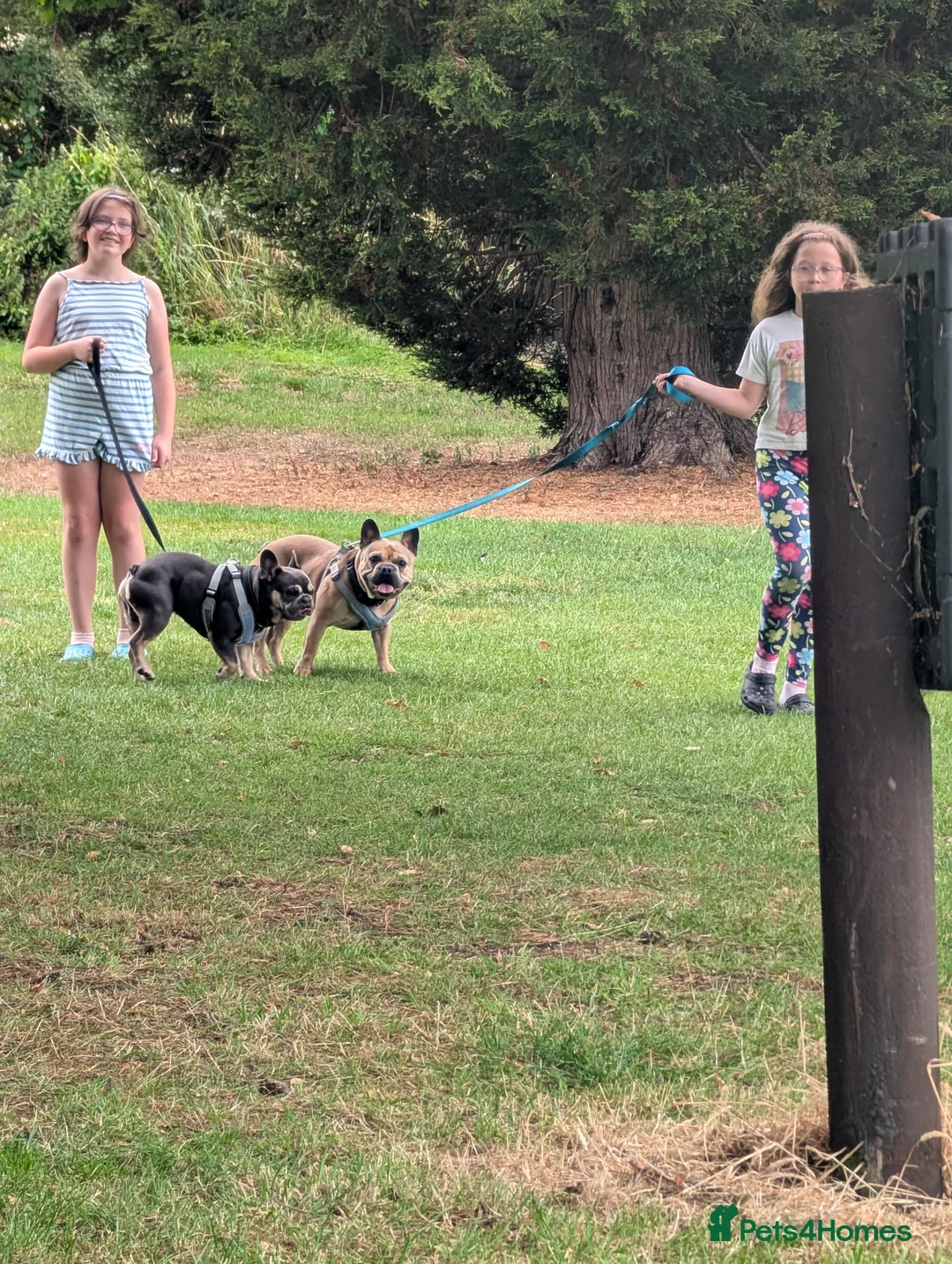 French Bulldog dogs for sale: Max & milo in Dolgellau - Advert 2