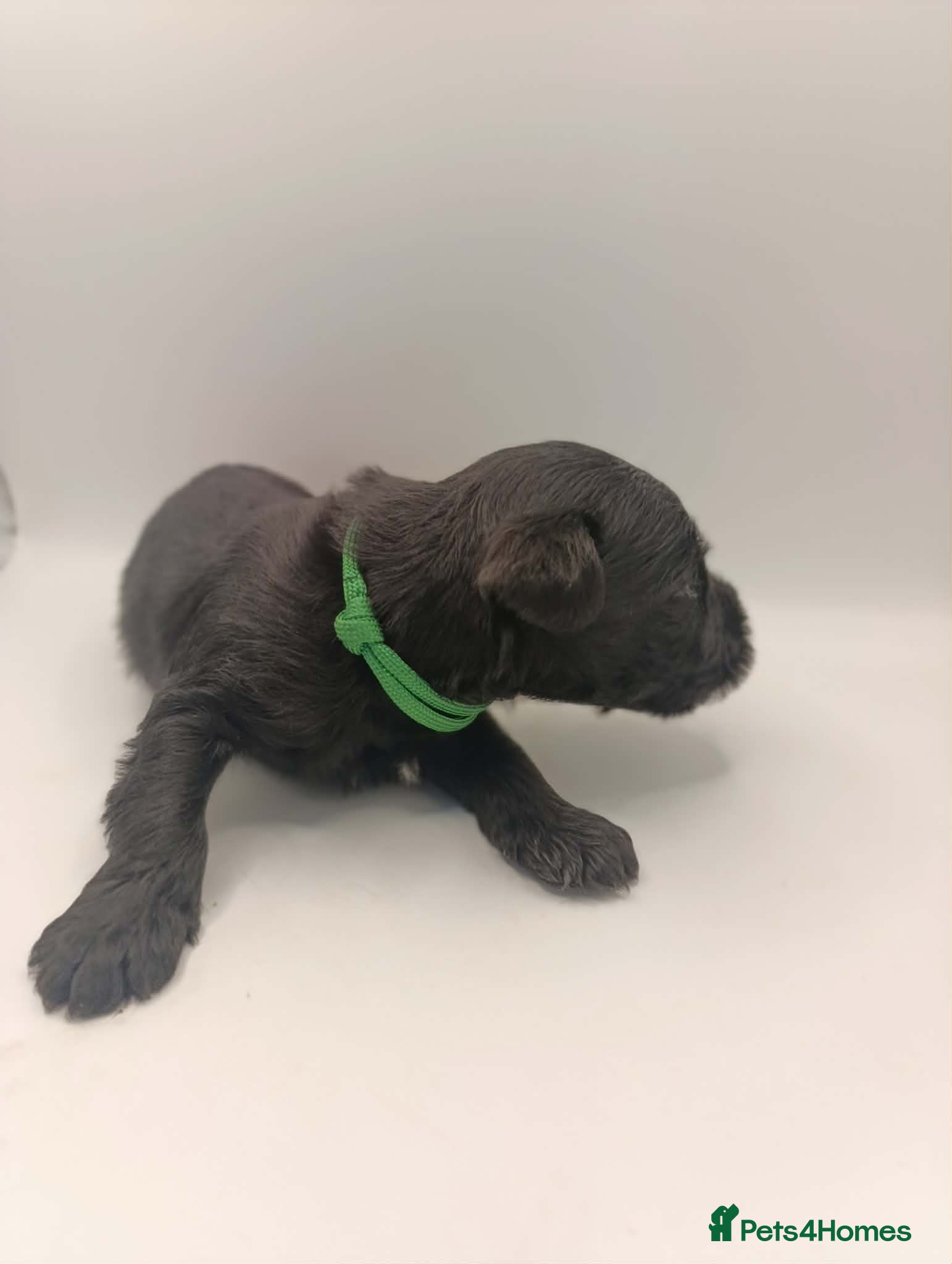 Miniature Schnauzer dogs UPDATED Black Mini Schnauzer Litter  - Advert 2