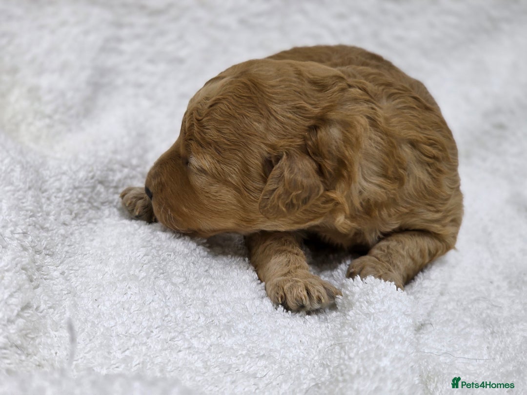 Miniature Poodle dogs for sale: 🐶✨ Stunning Mini Poodle Puppies ✨🐶 - Image 5