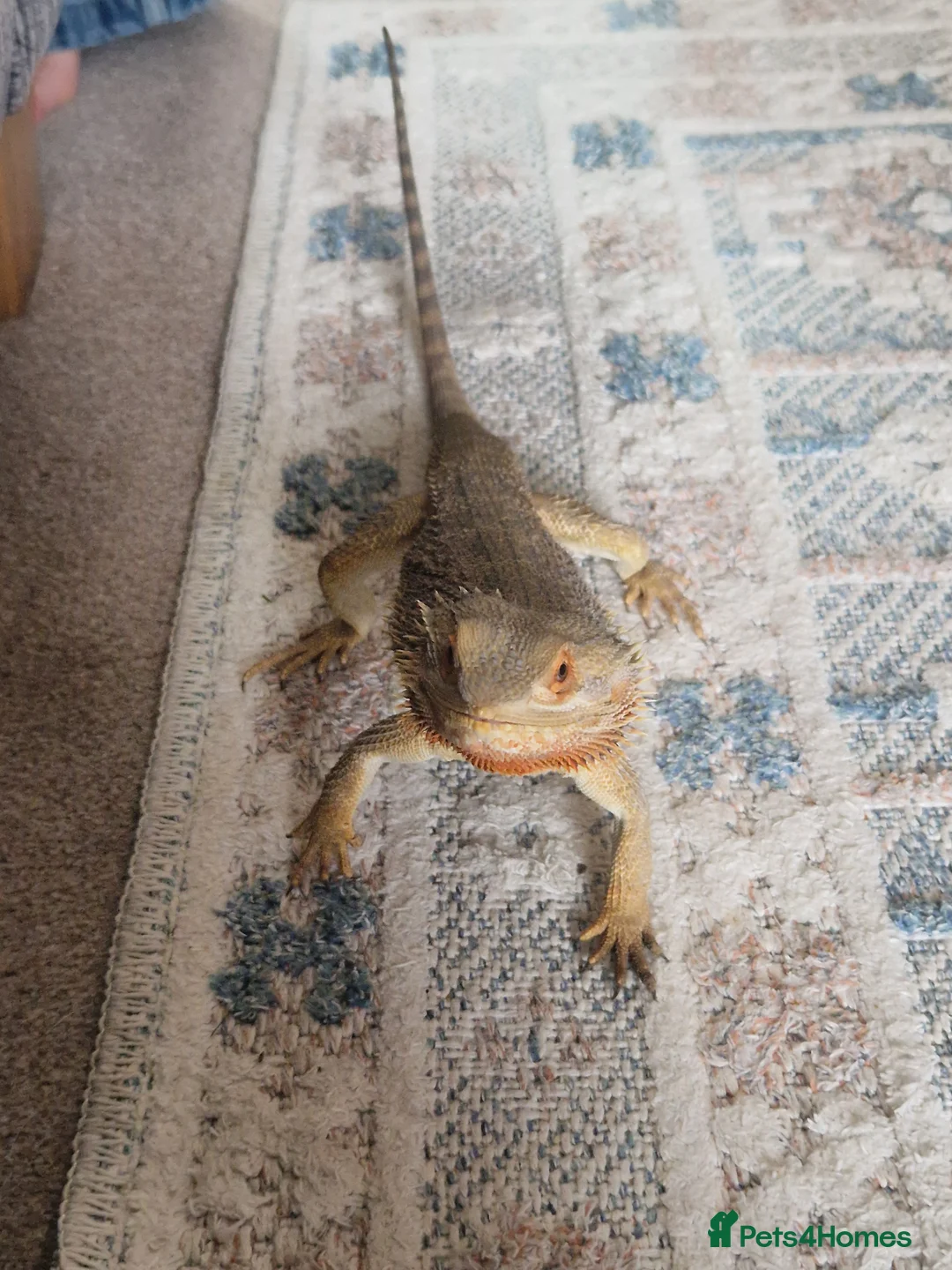 Bearded Dragon reptiles for sale: Mango the bearded dragon  in Harlow - Advert 10