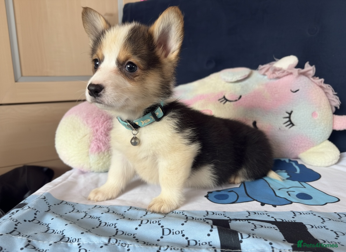Welsh Corgi Pembroke dogs Beautiful Pembrokeshire corgi pups READY NOW! - Advert 1