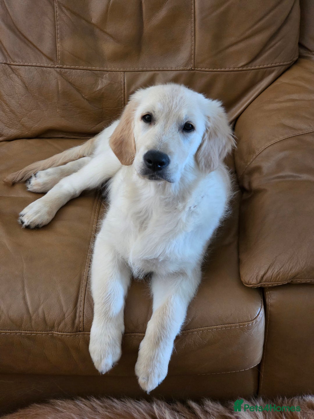 Golden Retriever dogs for sale: Puppy aged 8 months, must be rehomed. - Image 7
