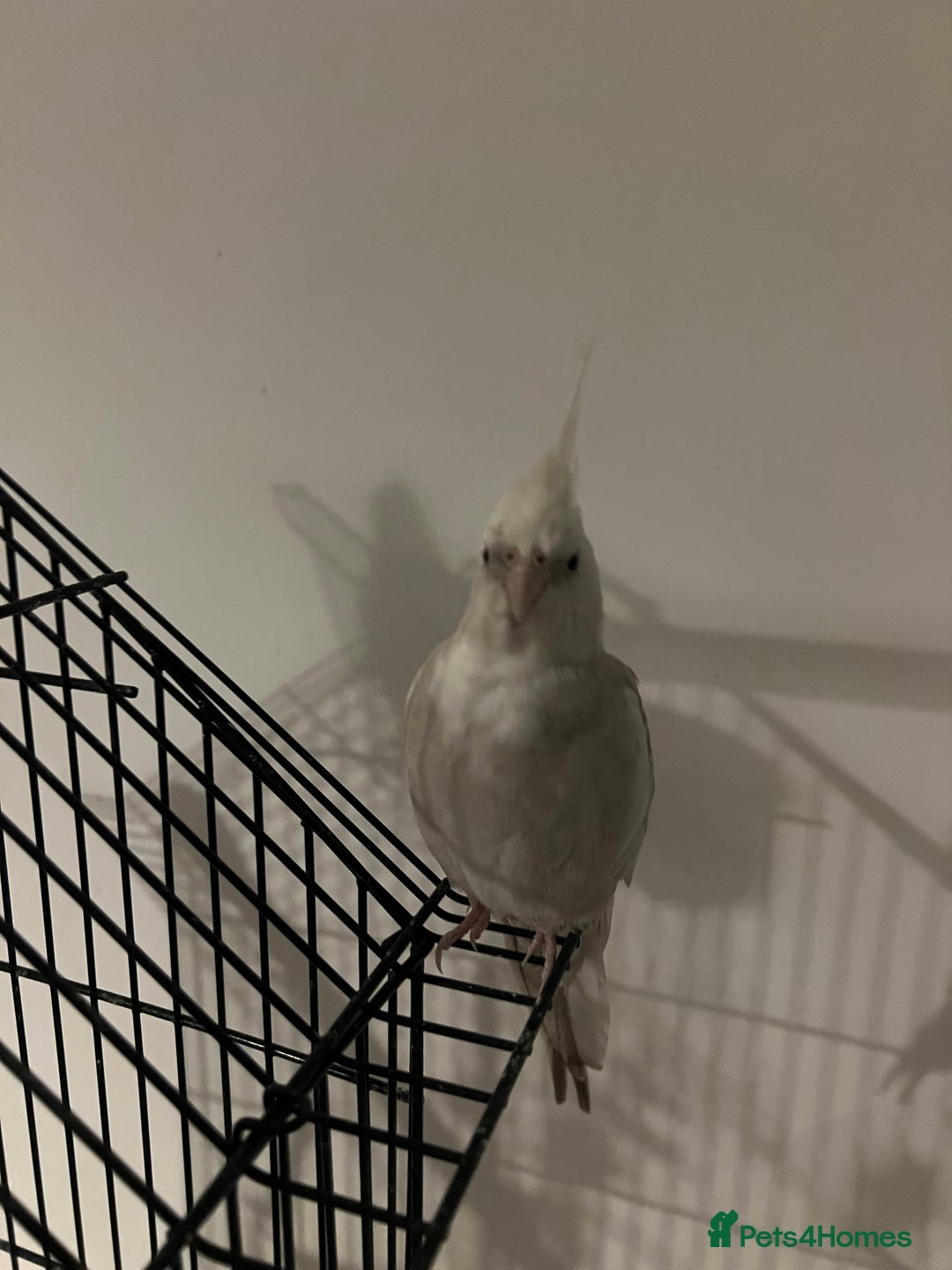 Cockatiels birds for sale: COCKATIELS FOR SALE!! - Advert 3