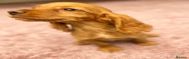 Cocker Spaniel 4